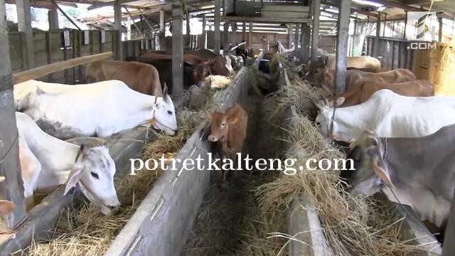 Peringati Hari Raya Idul Adha, Pemerintah Kota Palangkaraya Sediakan 37 Hewan Kurban