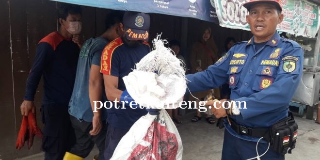 Resahkan Warga, Tim Rescue Damkar Tangkap Monyet di Katimpun