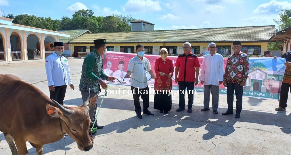 Pemkab Gunung Mas Terima Sapi Kurban Dari Gubernur Kalteng