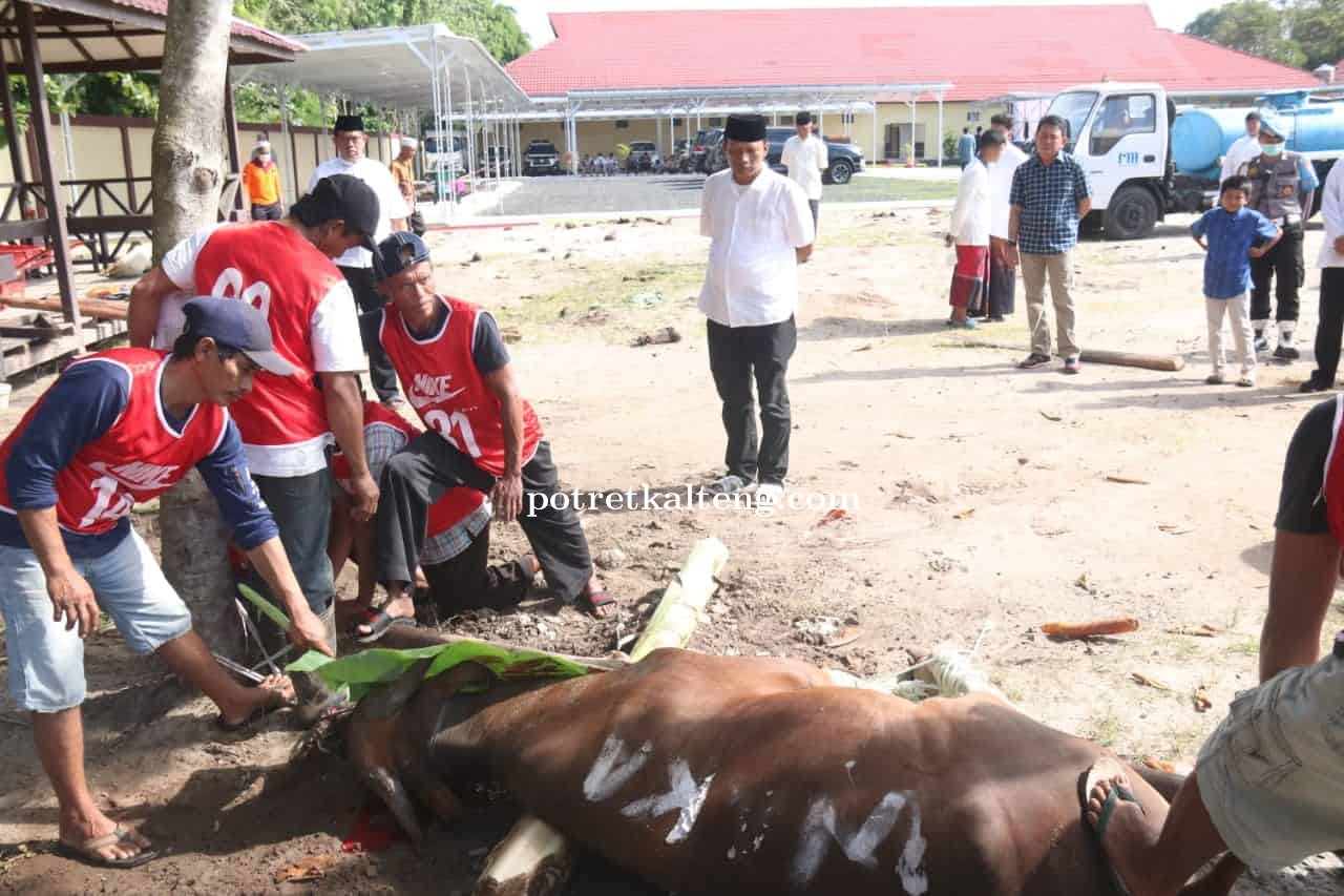 Peringati Hari Raya Idul Adha, Polda Kalteng Kurban 27 Sapi dan 4 Kambing