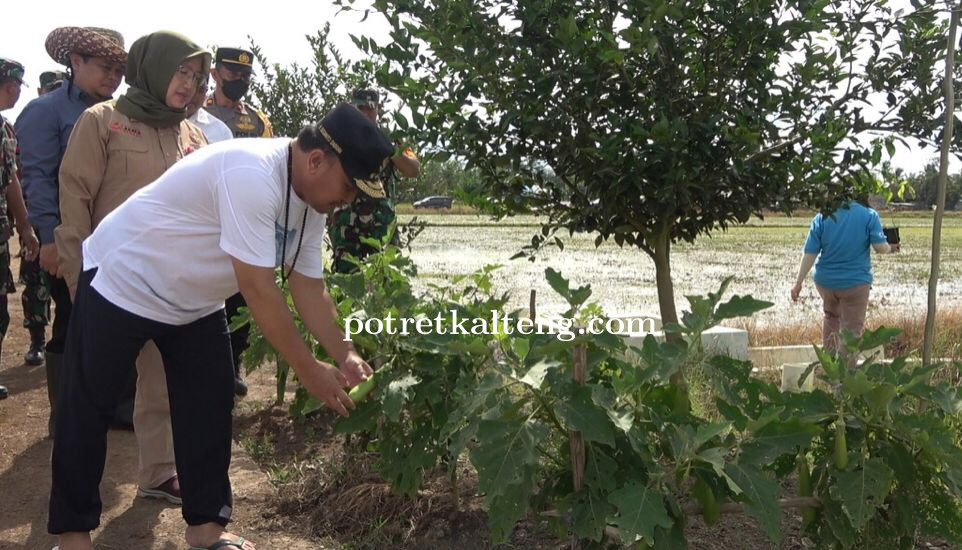 Gubernur Kalteng Tinjau Perkembangan Food Estate di Pulang Pisau