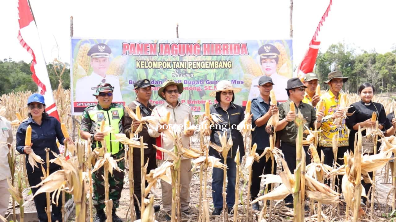 Wakil Bupati Gunung Mas Hadiri Panen Raya Jagung Hibrida Kelompok Tani Katur I Desa Sepang Kota