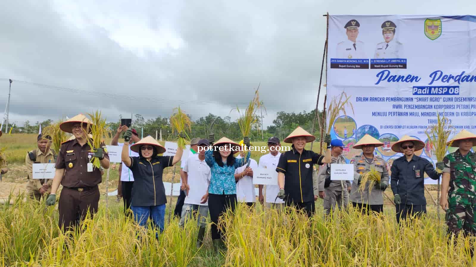 Pemda Gumas Panen Padi Perdana MSP 08 Wujud Pelaksanaan Smart Agro