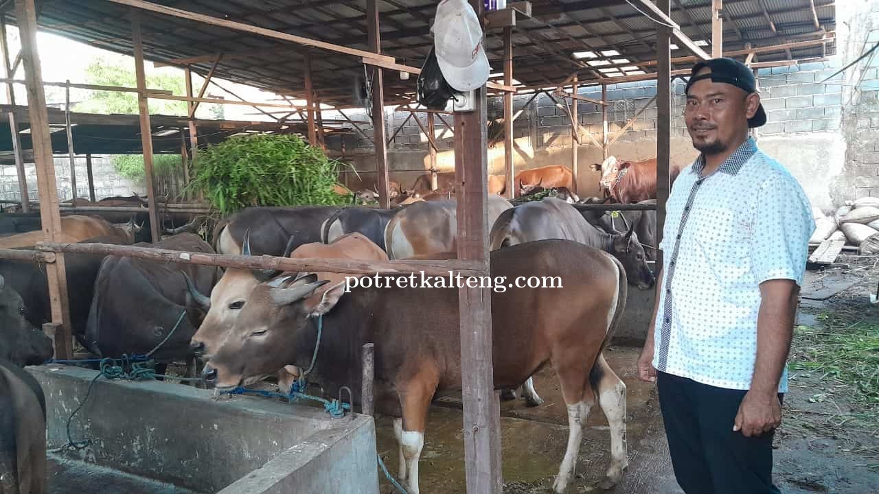 Mau Beli Hewan Korban? Ditempat Pak Jokowi Pernah Menitipkan Sapinya di Rindu Farm