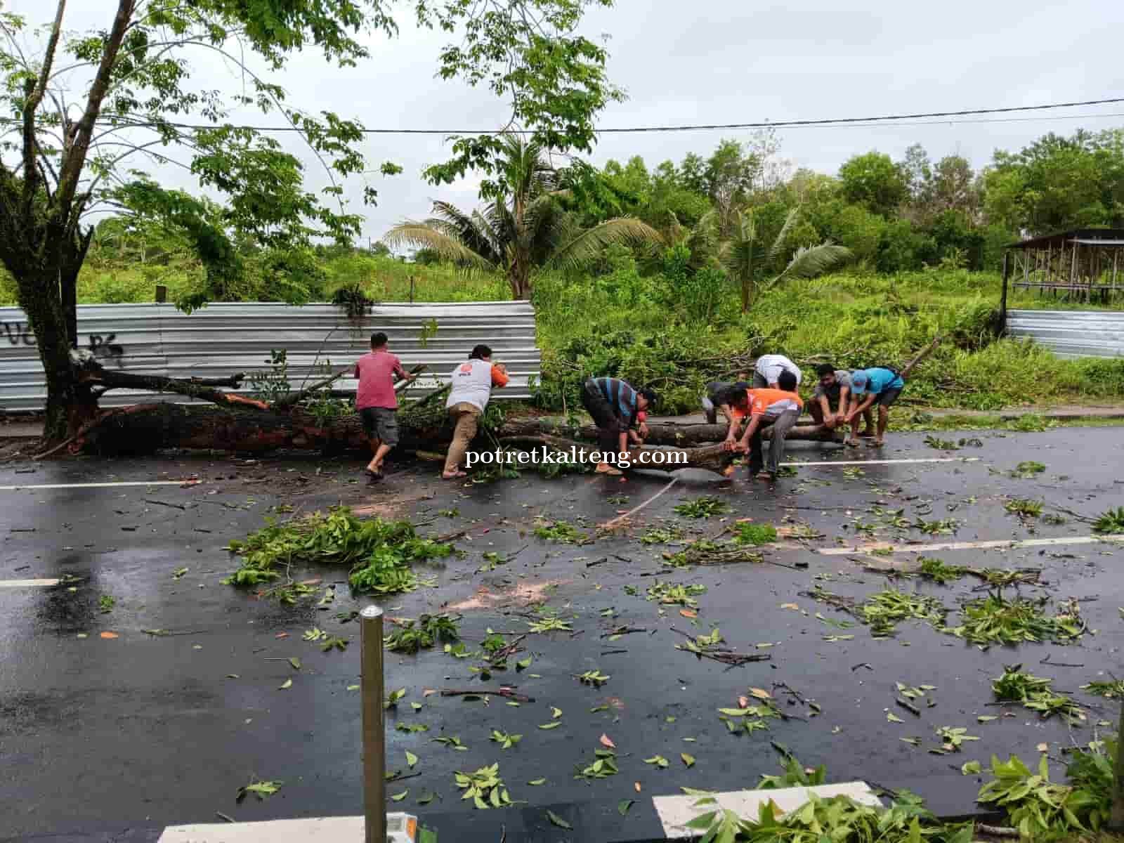Relawan Dikki Akhmar Gotong Royong Evakuasi Pohon Tumbang Bersama Warga