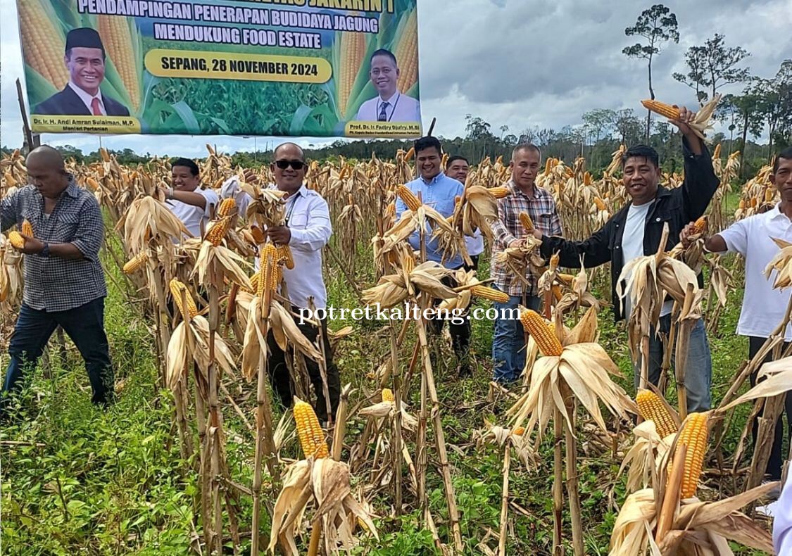 BSIP Kalteng Dan Gempita Kalteng Panen Raya di Food Estate Gunung Emas