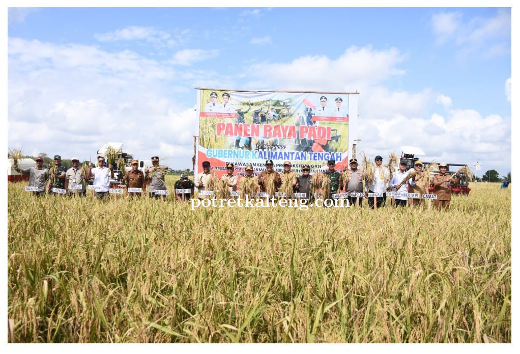 Bupati Kapuas Bersama Gubernur Kalteng Panen Raya Padi di Kecamatan Bataguh