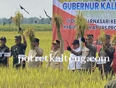 Gubernur Kalteng Panen Raya Padi di Kapuas, Targetkan Swasembada Pangan