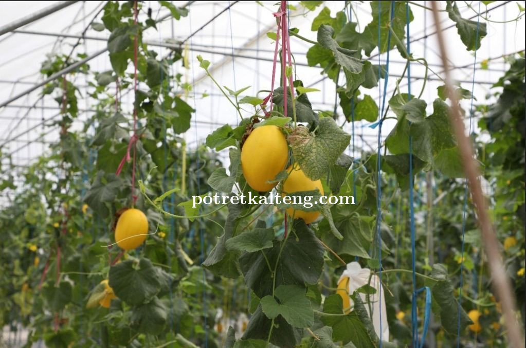 Dinas TPHP Kalteng Terapkan Smart Green House, Panen Melon Berkualitas Tinggi