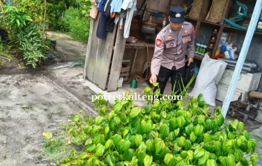 Polsek Timpah Cek Pemanfaatan Pekarangan Warga di Desa Tumbang Randang, Dorong Ketahanan Pangan