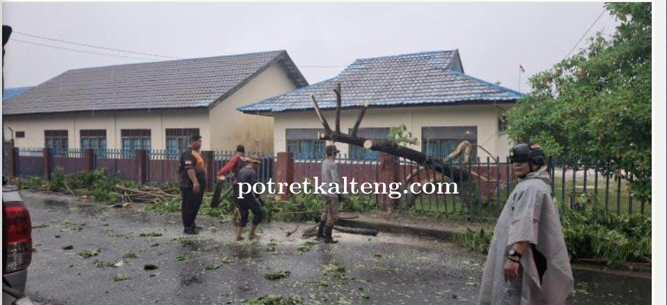 BPBD Palangka Raya Evakuasi Dua Pohon Tumbang Akibat Cuaca Ekstrem
