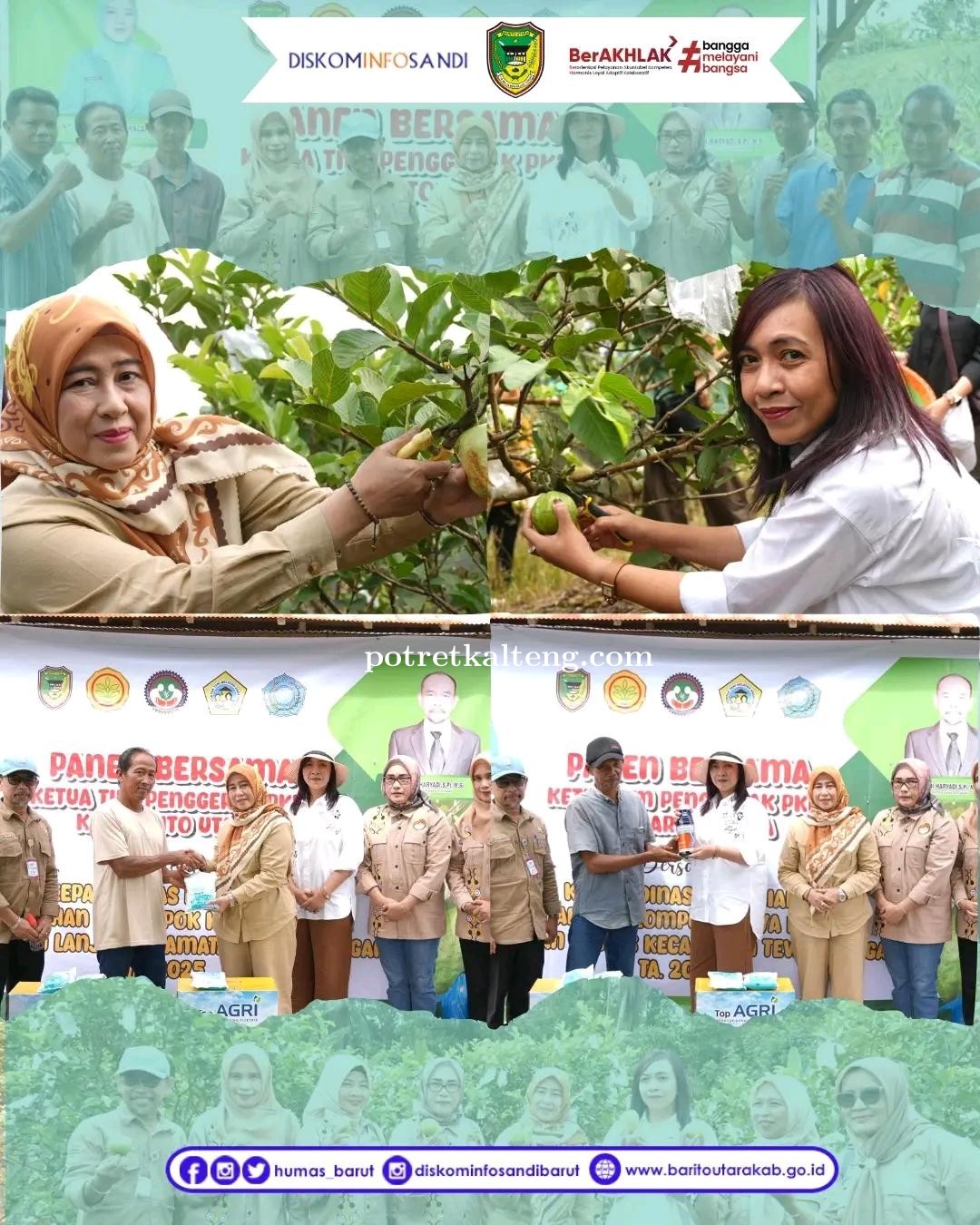 Perkuat Ketahanan Pangan, Ketua TP PKK Barut Hj. Maya Savitri Hadiri Panen Jambu Kristal