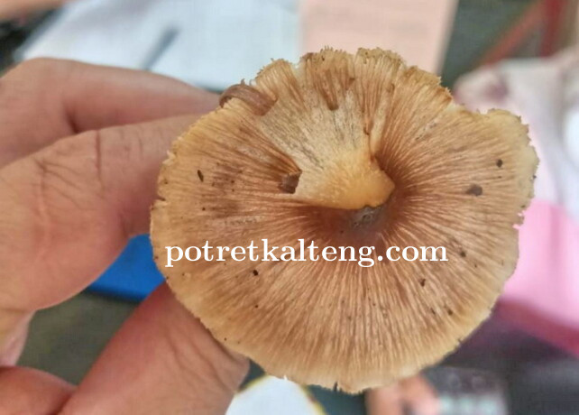 Jamur-Bantilung.jpg