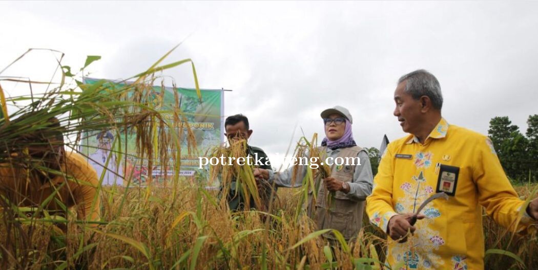 Pj Wali Kota Palangka Raya Panen Komoditi Pangan, Komitmen Wujudkan Kemandirian Pangan
