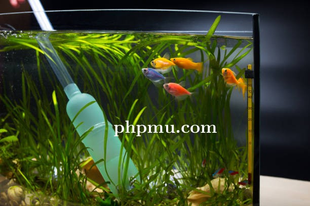 Rekomendasi Alat Bantu Penataan Tanaman agar Aquascape Lebih Rapi