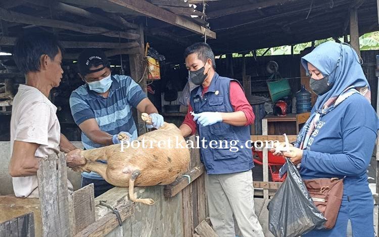 Tim Keswan Distan Kapuas Lakukan Pengambilan Spesimen Ternak Babi Milik Warga.