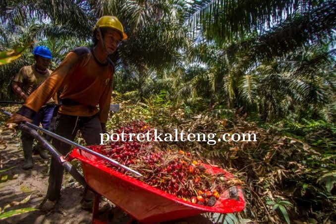 Gabungan Petani Kelapa Sawit Apresiasi Presiden Jokowi Usai Cabut Larangan Ekspor Minyak CPO