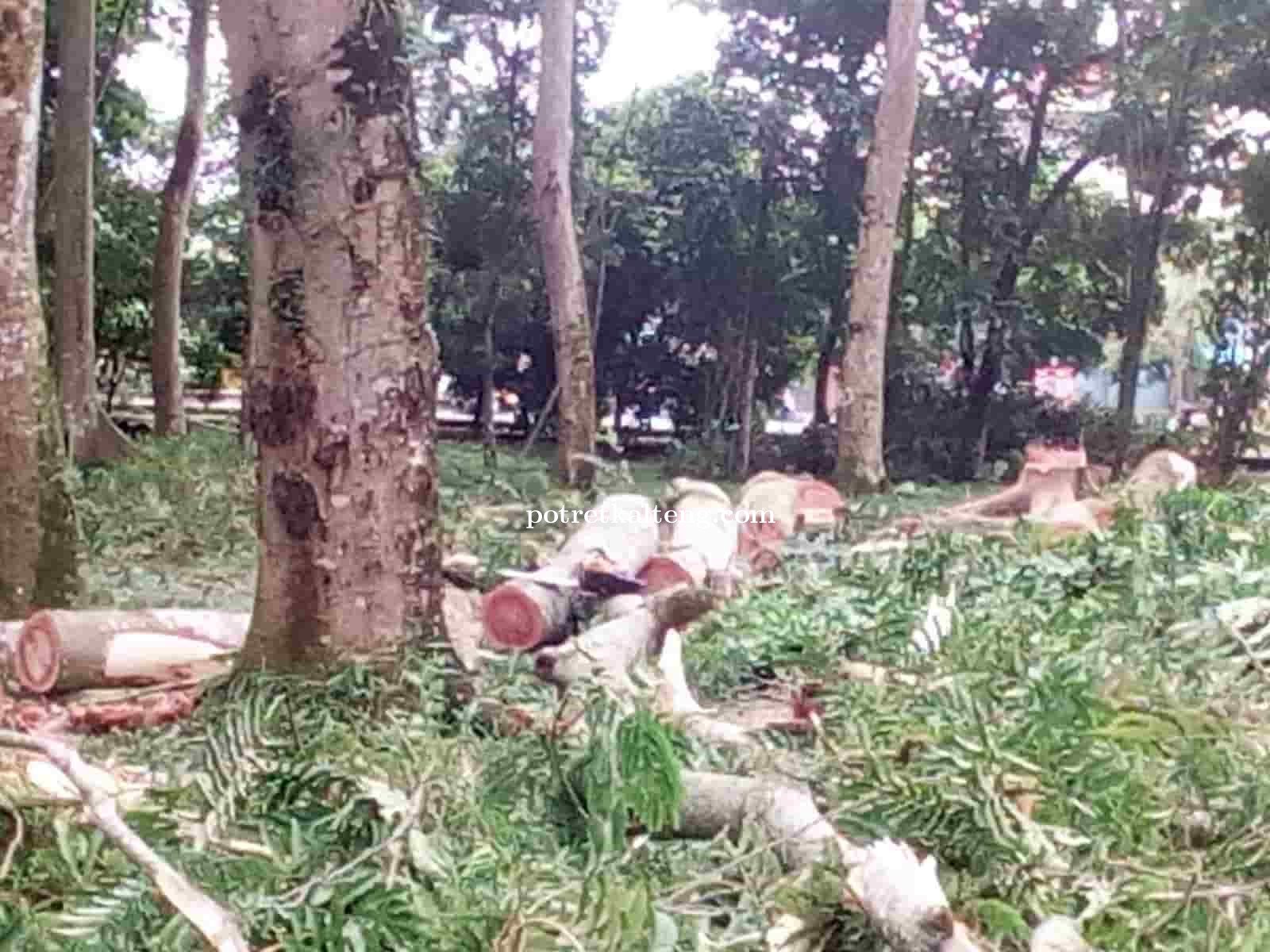 Pohon-Pohon Taman Hutan Kota Kapuas Mulai Ditebang