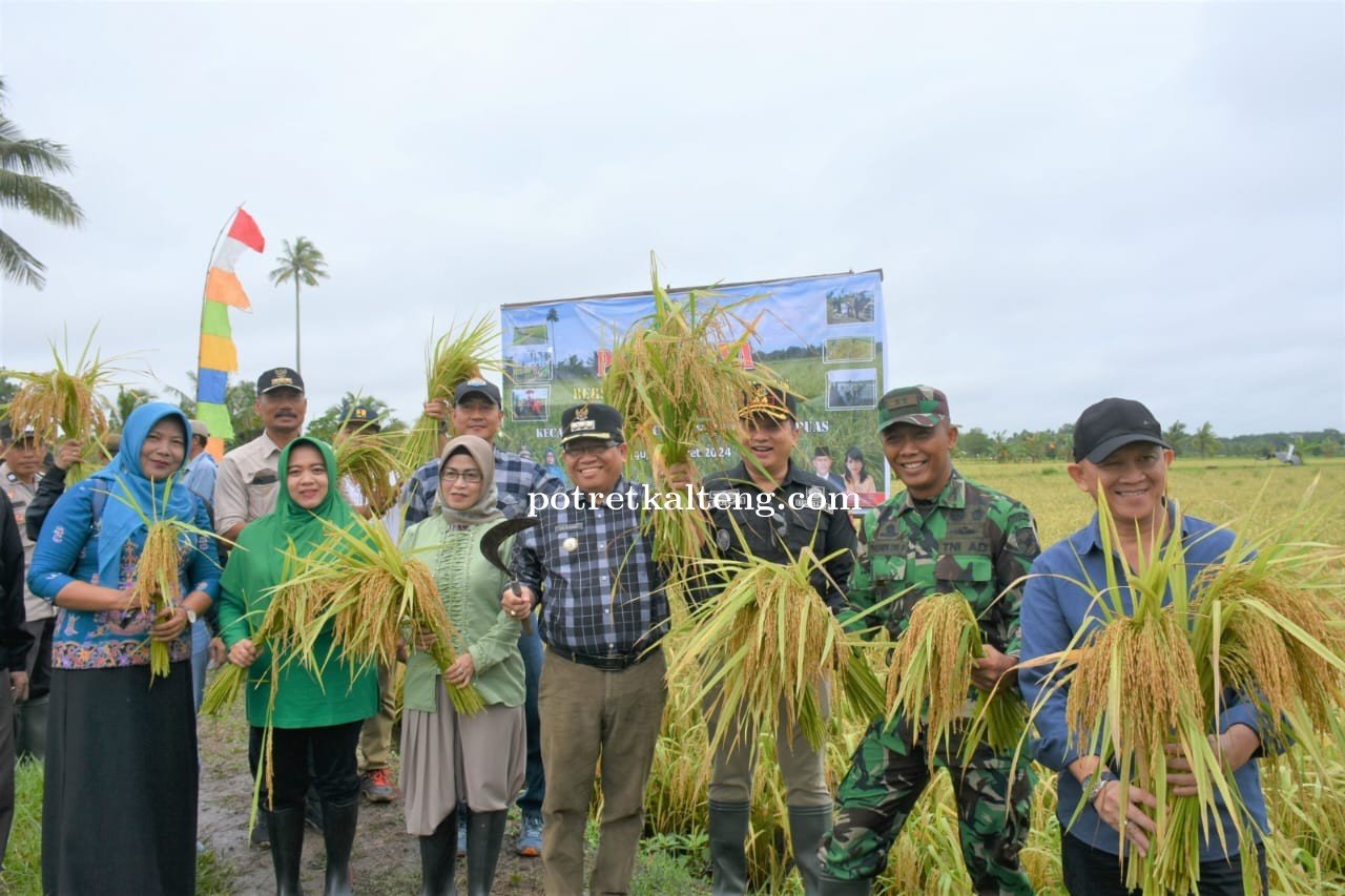 Pj Bupati Kapuas Lakukan Panen di Desa Warna Sari Bersama Forkopimda