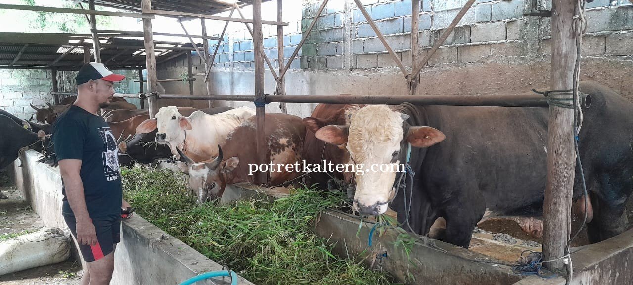 Pedagang Hewan kurban Keluhkan Ongkos Kirim Yang Meningkat 2 Kali Lipat
