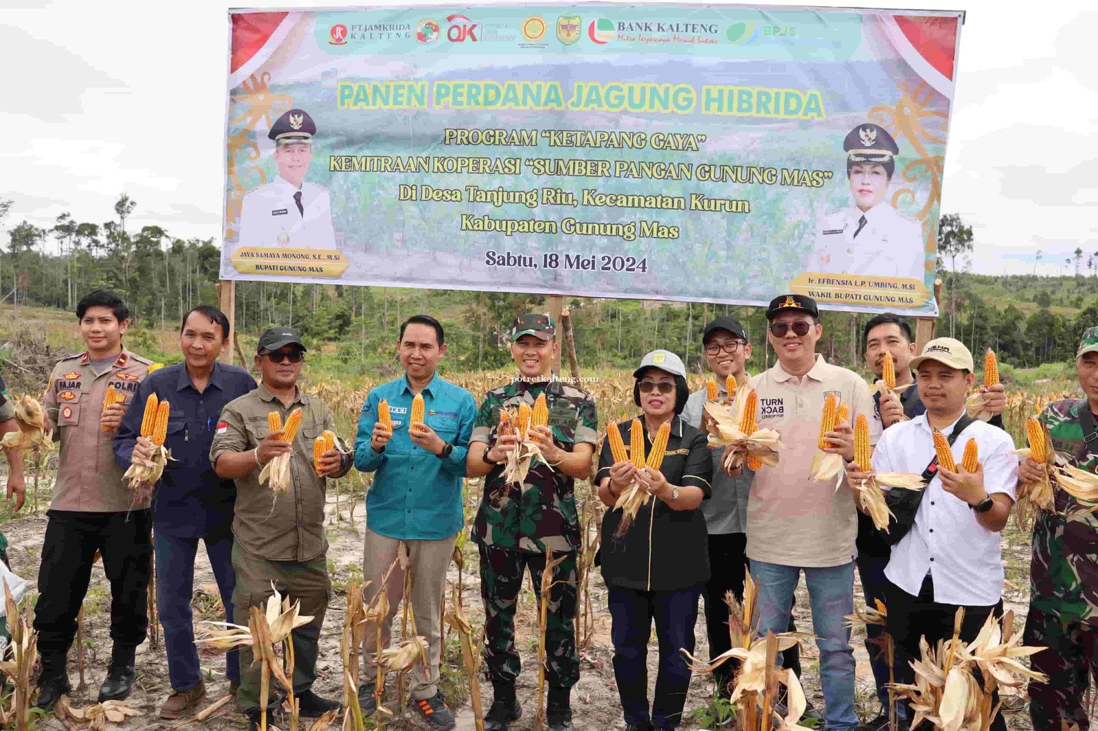 Pemkab Gunung Mas Panen Perdana Jagung Hibrida dari Program Ketapang Gaya