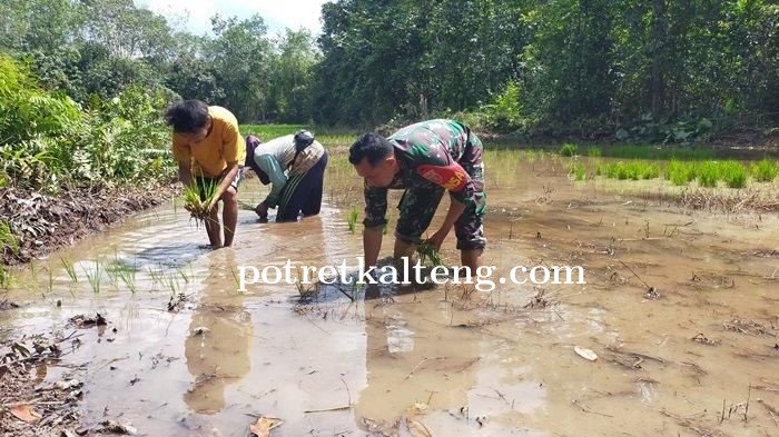 Babinsa Koramil Halong Balangan Turun ke Sawah, Bantu Petani Tanam Padi