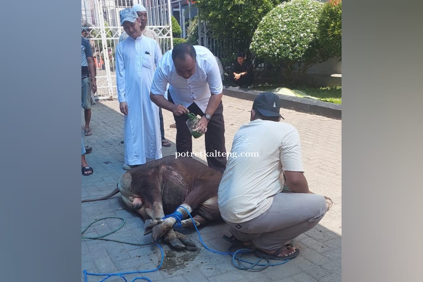 Semarakkan Idul Adha 1447 H, BRI Kuala Kapuas Gelar Penyembelihan Hewan Kurban