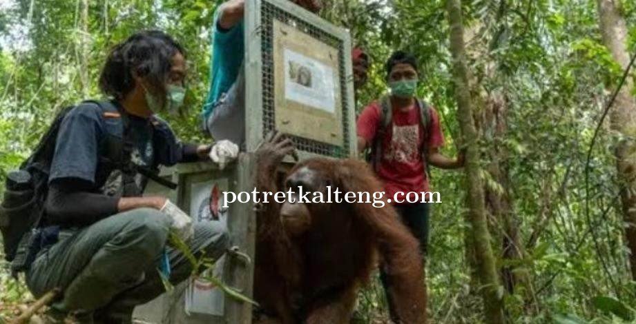 Enam Orangutan Dilepasliarkan Ke Habitat Asli Di Tn Bukit Baka Bukit Raya