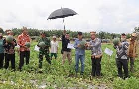 Bupati Kapuas Panen Semangka Komoditas di Desa Pulau Kaladan