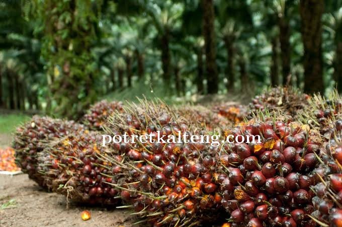 Pemkab Gumas Inginkan Hak Masyarakat 20 % Dari Kebun Inti, Bukan POLA KEMITRAAN